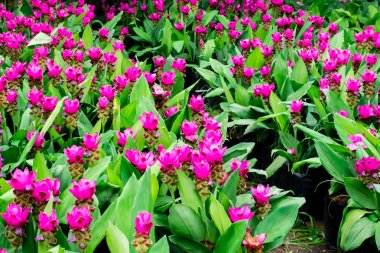 Siam çiçek açan laleler