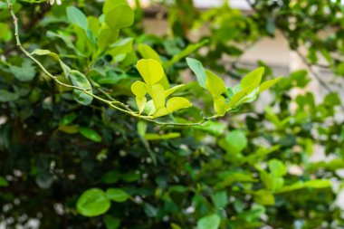 Bergamot yeşil yaprağı