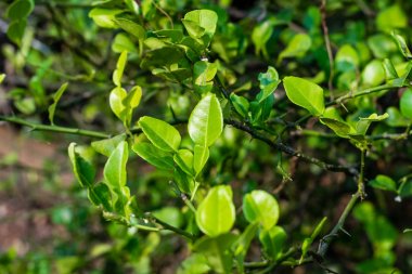 Bergamot yeşil yaprağı