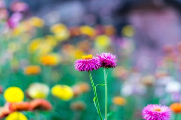 Hermosas flores de paja — Foto de Stock