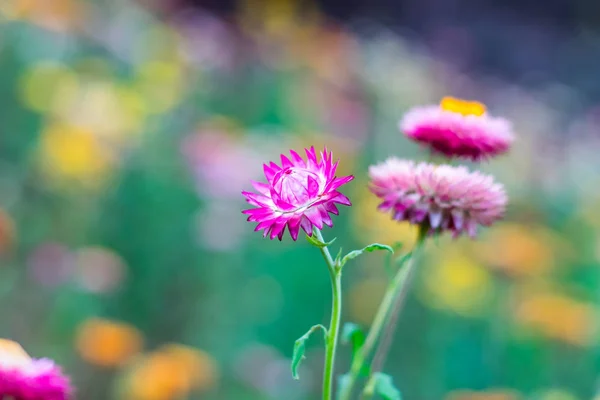 Hermosas flores de paja — Foto de Stock