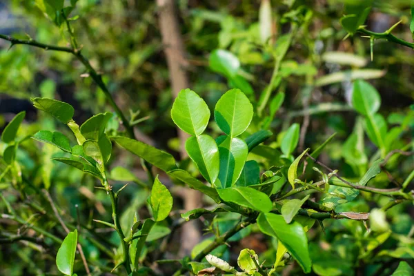 Бергамотский зелёный лист — стоковое фото