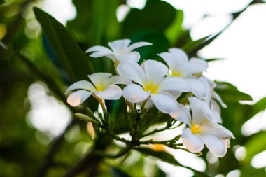 güzel plumeria çiçekler