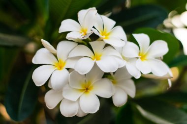 güzel plumeria çiçekler