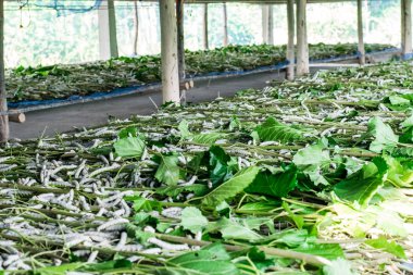 ipekböceği yeme yaprak dut