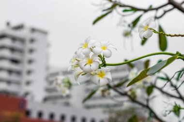 güzel plumeria çiçekler