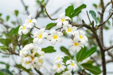 güzel plumeria çiçekler