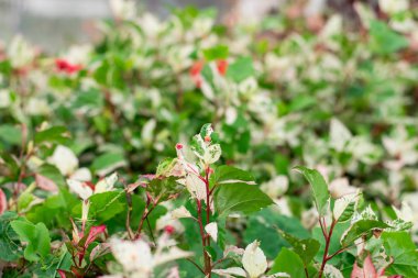 Hibiscus rosa-sinensis grubu