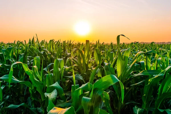 Amanecer sobre el campo de maíz — Foto de Stock