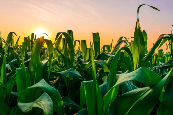 Восход солнца над кукурузным полем — стоковое фото