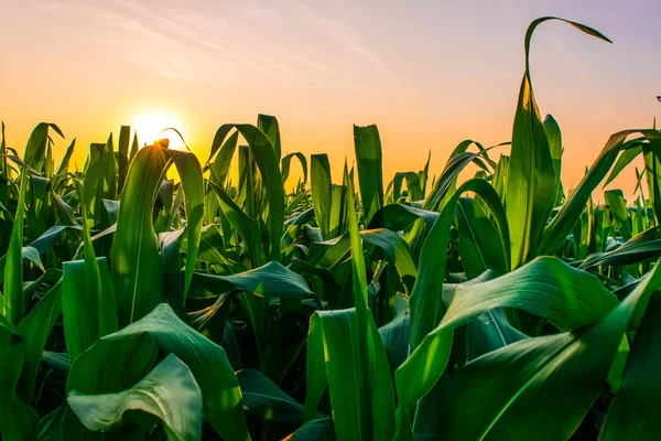 Amanecer sobre el campo de maíz — Foto de Stock