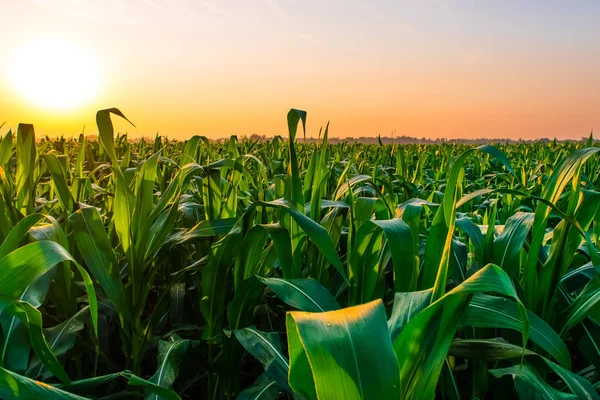 Amanecer sobre el campo de maíz — Foto de Stock