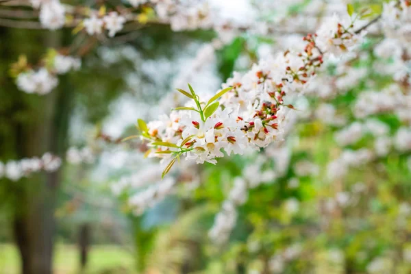 Guttiferae fiore — Foto Stock