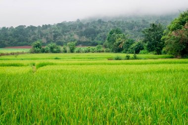 Pirinç tarlaları, dağlar ve sis arka plan