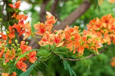 Blossom Royal Poinciana veya Flamboyant (Delonix regia) çiçekleri