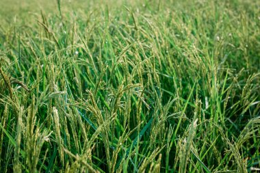 Su damlacıkları ile yeşil pirinç tarlaları