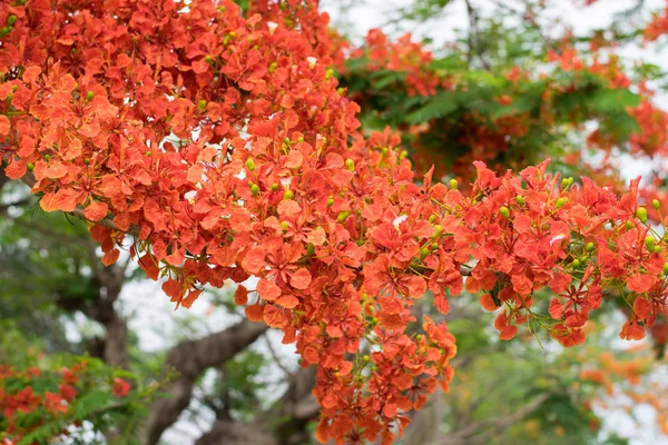 Blossom Royal Poinciana lub Flamboyant (Delonix Regia) kwiaty — Zdjęcie stockowe