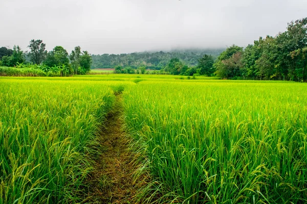 Pirinç tarlaları, dağlar ve sis arka plan — Stok fotoğraf