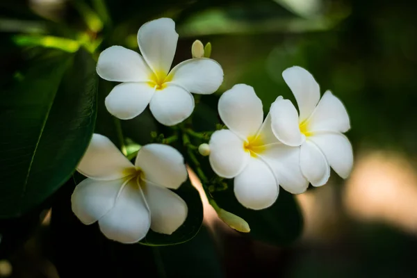 Güzel plumeria çiçekler — Stok fotoğraf