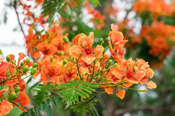 Květinka královská Špičcijana nebo Flamboyant (Delonix Regia) — Stock fotografie