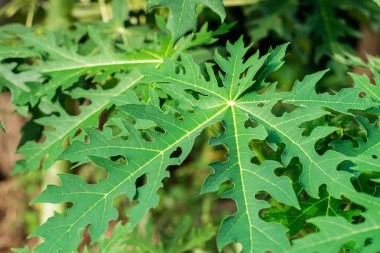 Yeşil yaprakları papaya ağacı