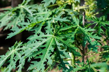 Yeşil yaprakları papaya ağacı