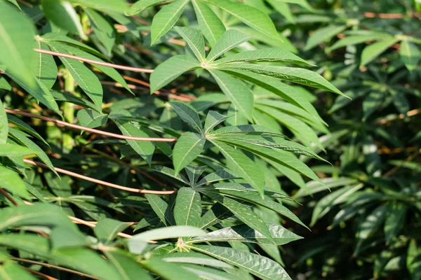 Зеленые листья маниоки на ветке дерева — стоковое фото