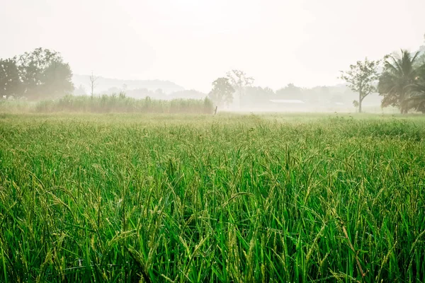 Campos de arroz verde com gotas de água — Fotografia de Stock