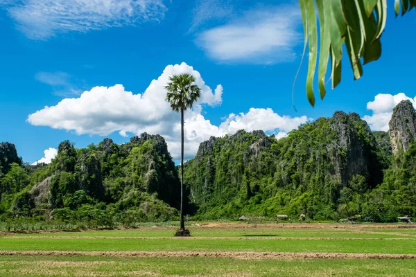 Φάρμα ρυζιού με οροσειρά ασβεστόλιθου στην Ταϊλάνδη — Φωτογραφία Αρχείου