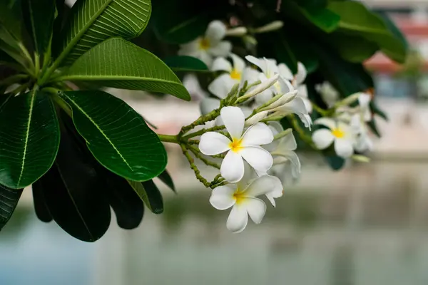 Piękny plumeria kwiaty — Zdjęcie stockowe