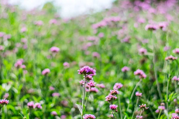 Verbena violeta flores — Foto de Stock