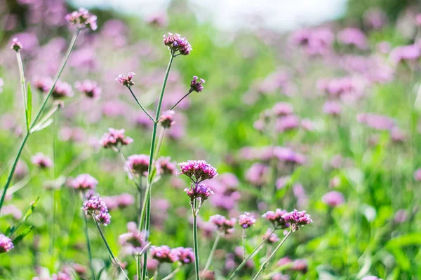 Verbena violeta flores — Foto de Stock