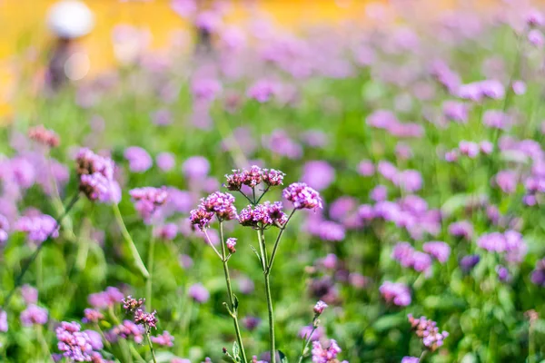 Verbena violeta flores — Foto de Stock