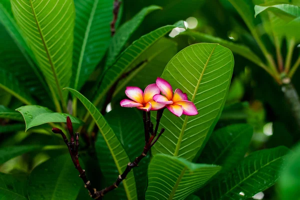 Red plumeria flowers on the tree — Stock Photo, Image