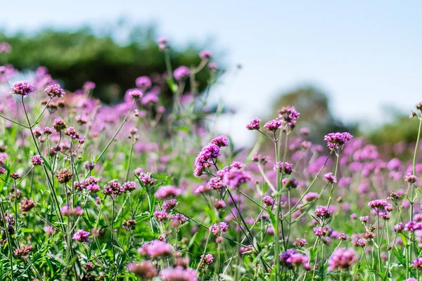 Verbena violeta flores — Foto de Stock