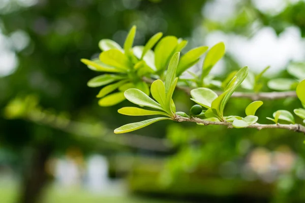 卡拉巴什树的绿叶 — 图库照片