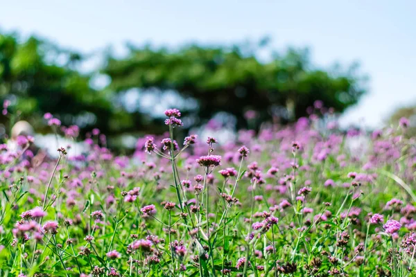 Verbena violeta flores — Foto de Stock