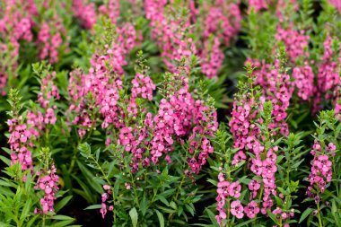 Güzel çiçekaçan angelonia çiçekleri