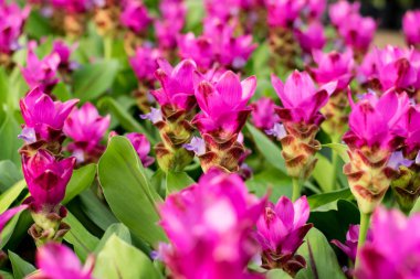 Siam Lale çiçek ya da bahçede Patumma