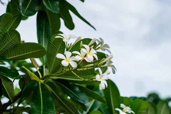 Piękny plumeria kwiaty — Zdjęcie stockowe