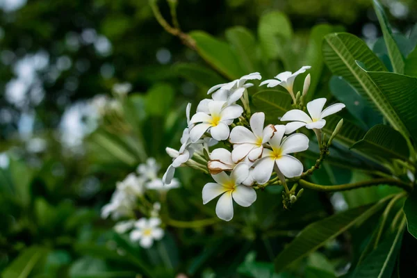 美丽的鸡蛋花 — 图库照片