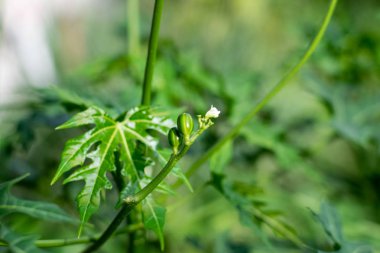 Meksika lahana ağacı