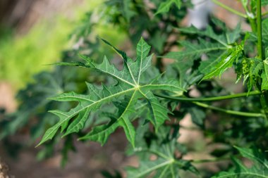 Meksika lahana ağacı