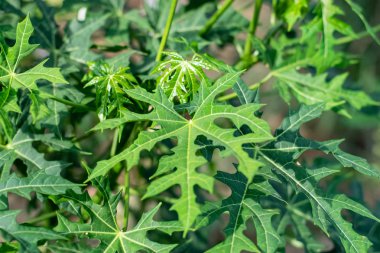 Meksika lahana ağacı