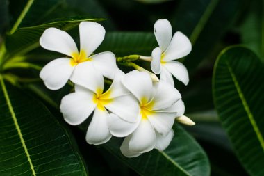 güzel plumeria çiçekler