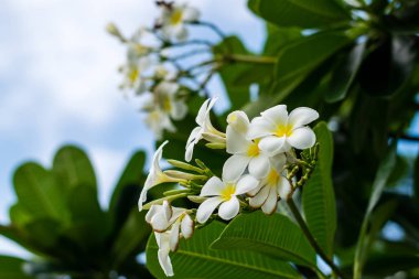 güzel plumeria çiçekler