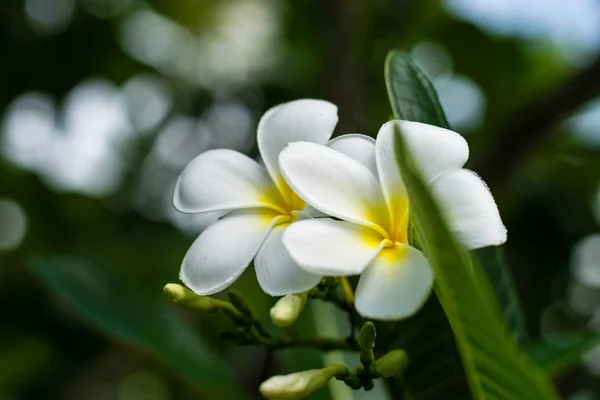 Güzel plumeria çiçekler — Stok fotoğraf