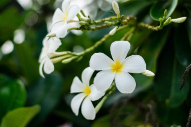 güzel plumeria çiçekler