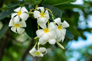 güzel plumeria çiçekler