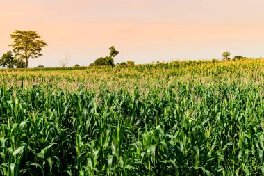 Mısır tarlasında tarım Bahçe